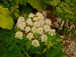 2013-08-18_Regina-F-Rau_Schachen_Blumen  (066).JPG